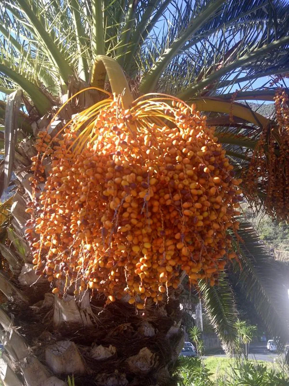 Dates for Mosques & Pesantren in Bekasi: Takjil Calculator, Budget, and Bulk Buying