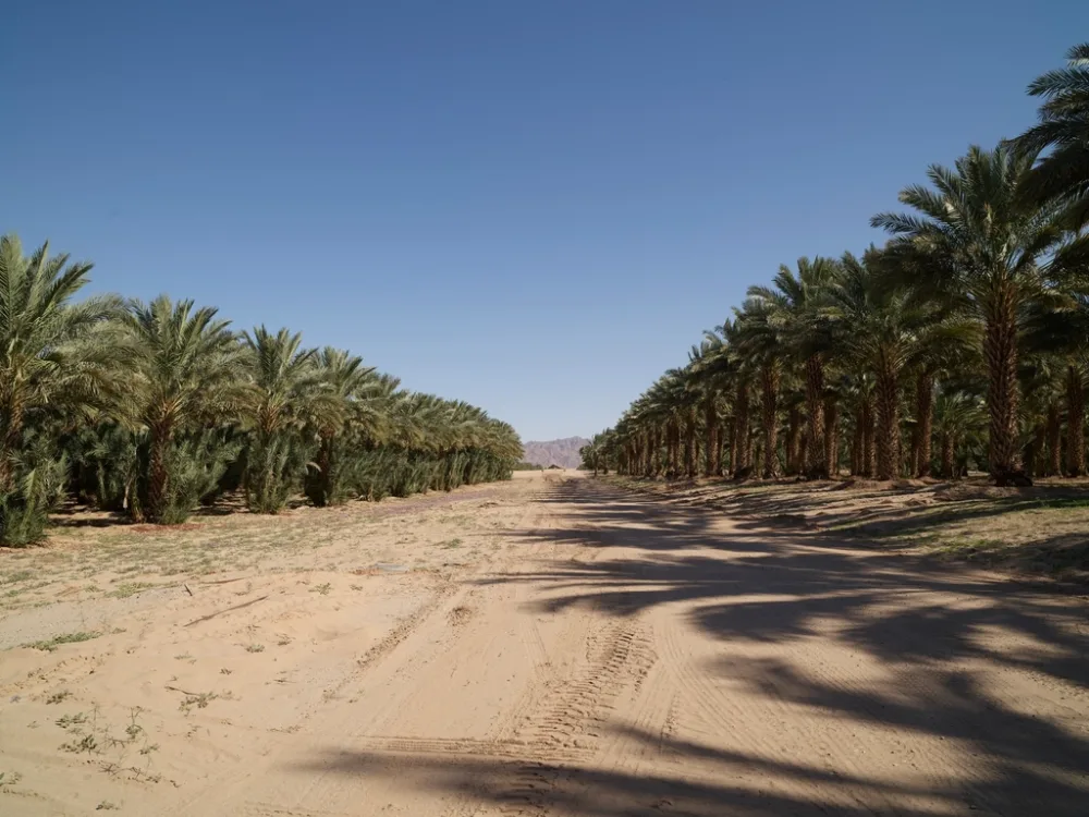Ajwa Madinah Dates — Grade A, AA & AAA VIP